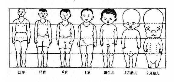 胎儿时期至成人时期身躯的比较