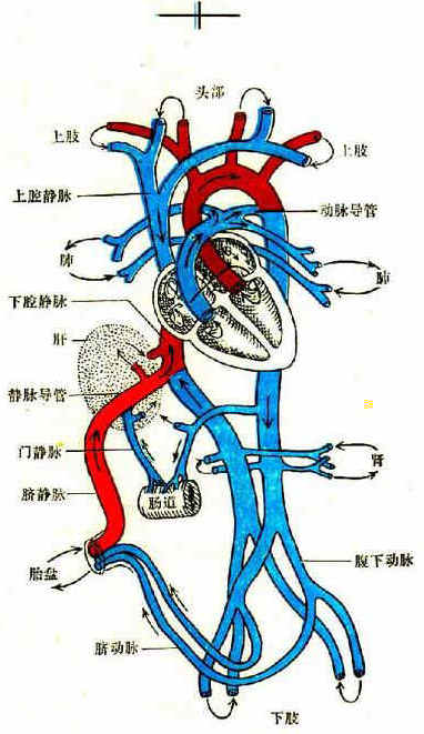 胎儿血循环