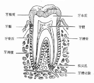 牙齿由牙釉质、牙本质、牙骨质和牙髓四部分组成
