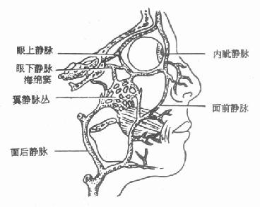 颌面部静脉与海绵窦的交通