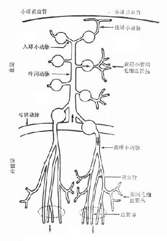 肾脏微循环结构