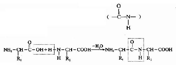 蛋白质分子中氨基酸的连接方式