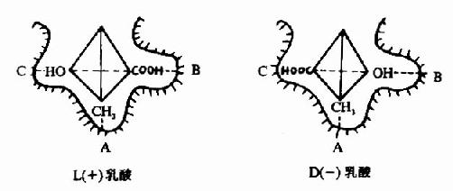 乳酸脱氢酶的立体异构特异性