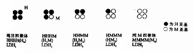 LDH同工酶结构模式图