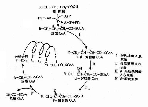 脂肪酸β氧化反应过程