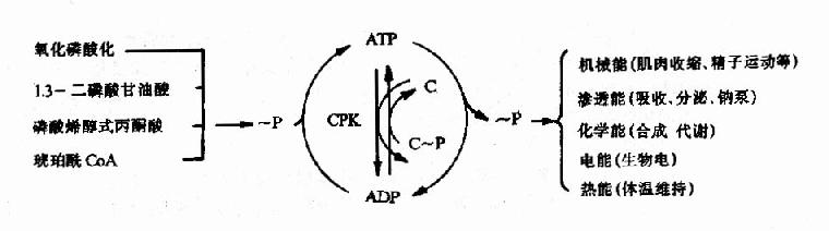 ATP的生成、储存和利用总结示意图