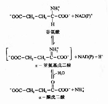 谷氨酸脱氢酶催化的氧化脱氢反应
