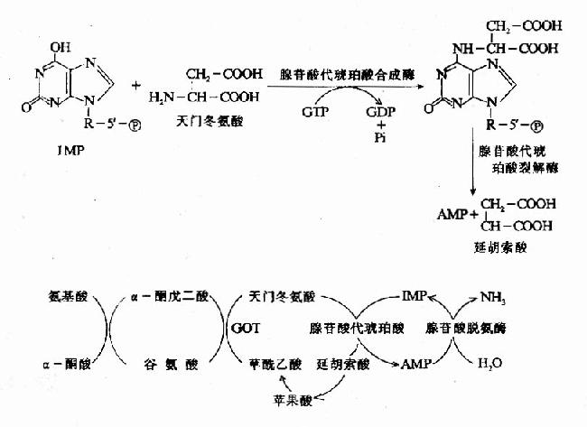 腺嘌呤核苷酸循环