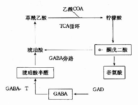 脑中TCA循环和GAB代谢旁路