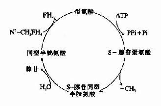 S-腺苷蛋氨酸循环