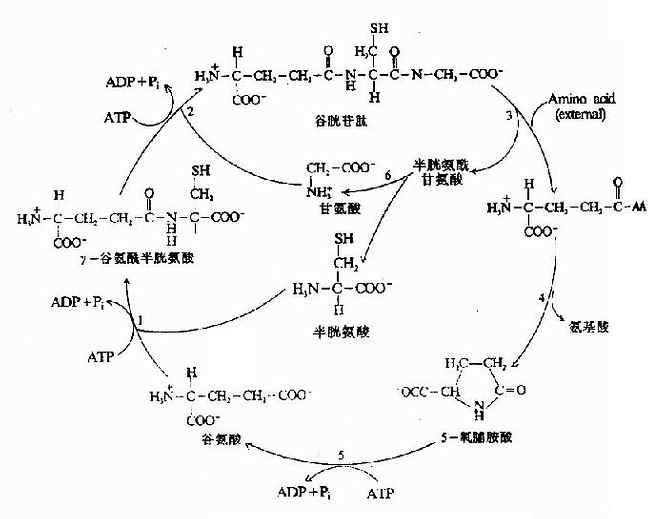 γ-谷氨酰基循环