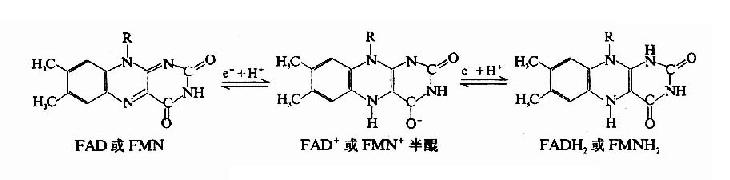氧化与还原型FAD与FMN