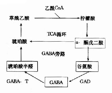 脑中TCA循环和GABA代谢旁路