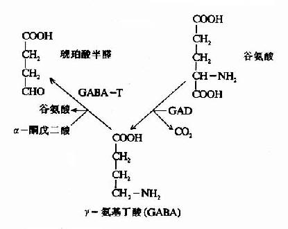 GAD和GABA－T的作用