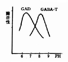 GAD与GABA－T的作用最适pH