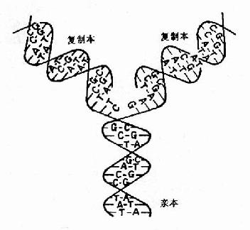 双螺旋DNA的复制