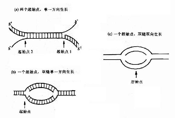 DNA链生长方向的三种机制