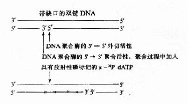 缺刻平移标记DNA探针