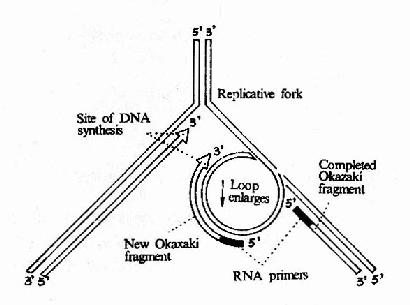 DNA聚合酶Ⅲ催化先导链和随从的合成