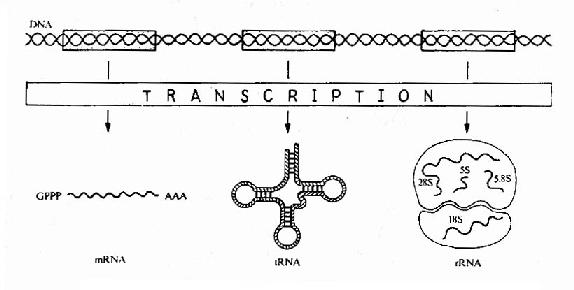 Expression of　genetic information bytranscription.