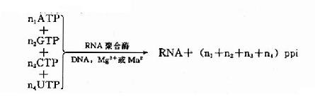 RNA聚合酶催化反应