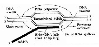 Diagrammatic representation of DNA transcription by E.coli RNApolymerase.The polymerase unwinds a stretch of DNA about 17base pairs in lengthforming a transcriptional bubble thatprogresses along thd DNA.The DNA has tounwind ahead of the polymerase and rewind behind it .The newly formed RNA formsa RNA-DNA double helix about 12 bae pairs long.