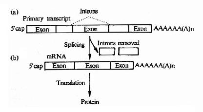 Primary polymerase 11transcript of a eukaryote gene showing