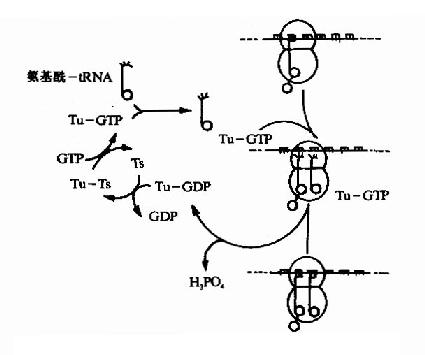 原核生物肽链延长因子EFTu与EFTs的作用原理