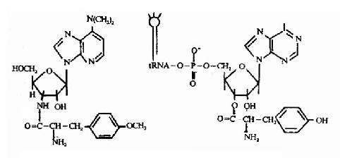 嘌呤霉素（左）与tyr-tRNAtyr（右）