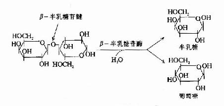 β-半乳糖苷酶的作用