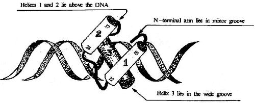 HTH结构及其与DNA的结合
