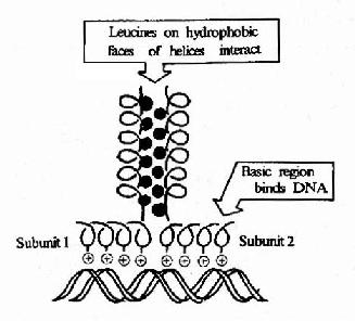 碱性亮氨酸拉链结构及其与DNA的结合