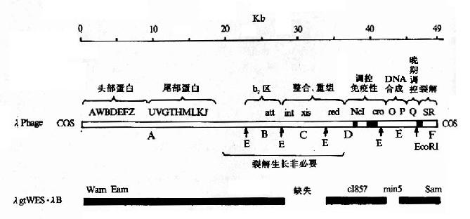 野生型λ噬菌体DNA及相应的λ噬菌体DNA图谱