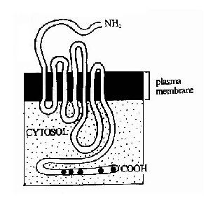 七次跨膜受体－G蛋白偶联型受体跨膜结构示意图