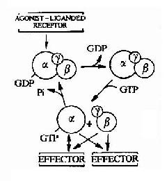 G蛋白循环示意图