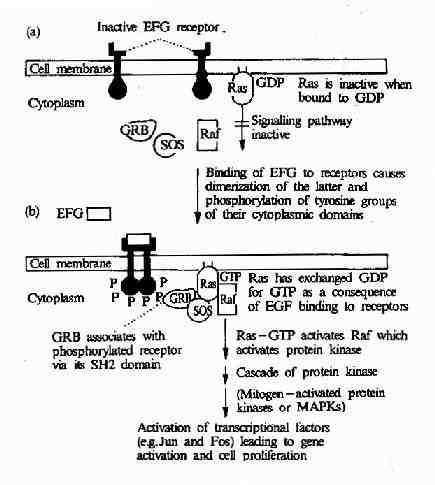 EGF受体介导的信号转导过程