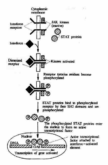 γ－干扰素受体介导的信号转导过程